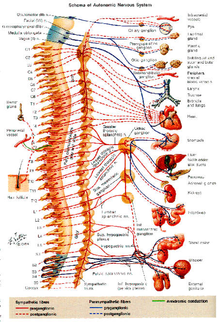 Listen To Your Body - Wheel Life Blog